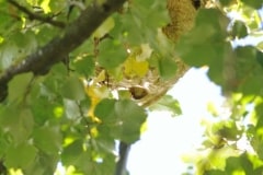 Das gut getarnte Sekundärnest der Gelbfüßigen Asiatischen Hornisse Vespa velutina in einer Baumkrone in etwa 10 m Höhe. In den Sekundärnestern dieser invasiven Hornissenart, die sich auch im Großraum Bonn ausbreitet, entstehen im Herbst junge Königinnen und Drohnen. (Foto: Klaus Maresch)