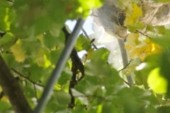 Die Bekämpfung eines Nestes der Gelbfüßigen asiatischen Hornisse Vespa velutina wird mit einer druckluftbetriebenen Lanze durchgeführt, durch welche ein insektizider Staub in das Nest geblasen wird, der das Nest und seine Bewohnerinnen abtötet.