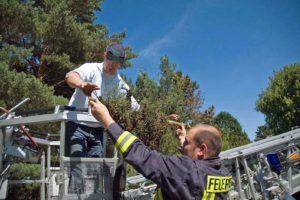Bergung eines Bienenschwarms in Rheinbach mit Unterstützung der Feuerwehr