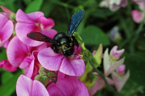 Wildbienen Bienenhotels und Kindergärten Gehören Wildbienen zu