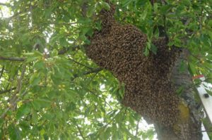 Ein Bienenschwarm in Lannesdorf (Foto: Honighäuschen)
