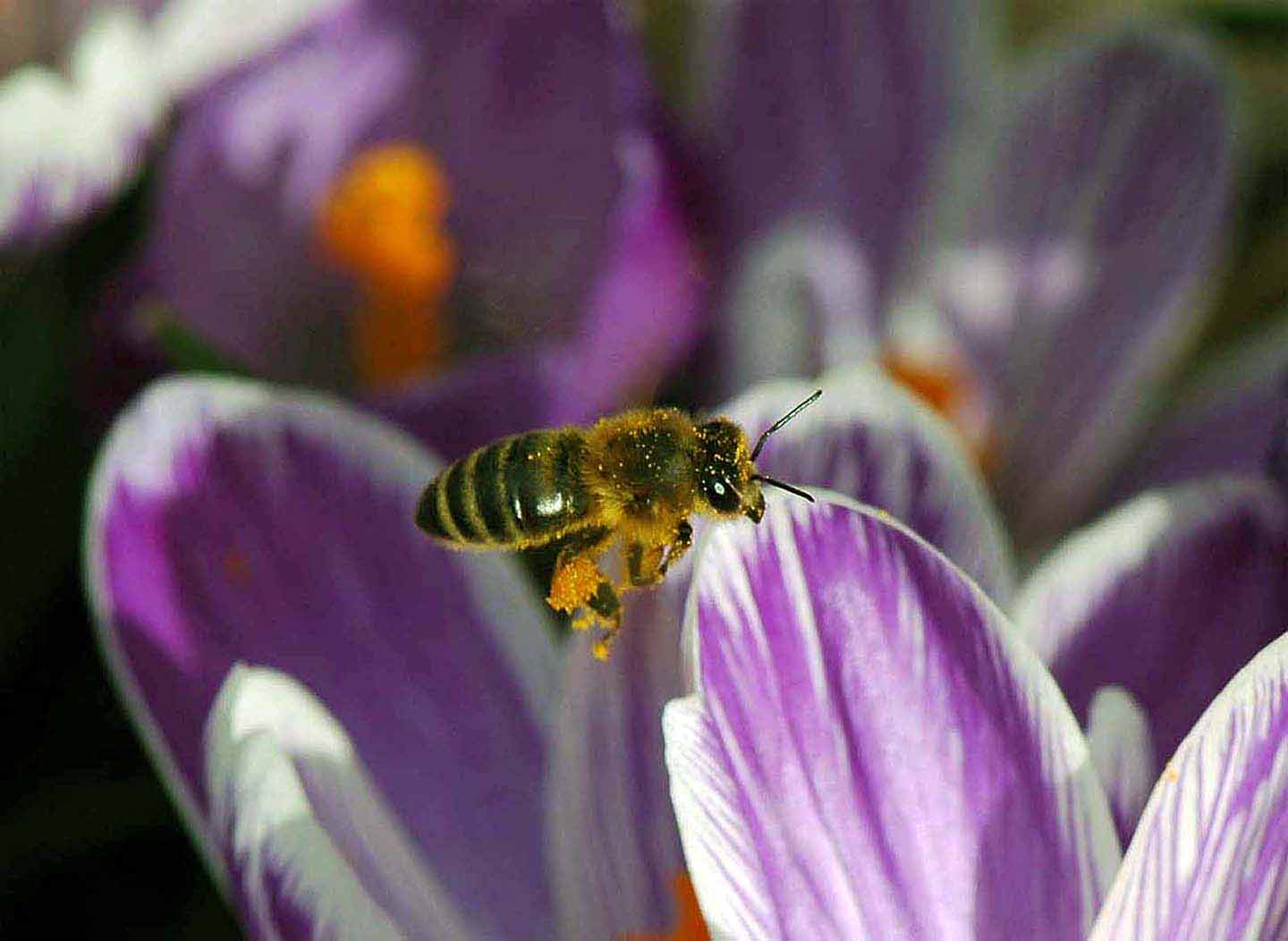 Blühender Krokus lockt im Frühjahr Bienen und Hummeln an. (Foto: Klaus Maresch)