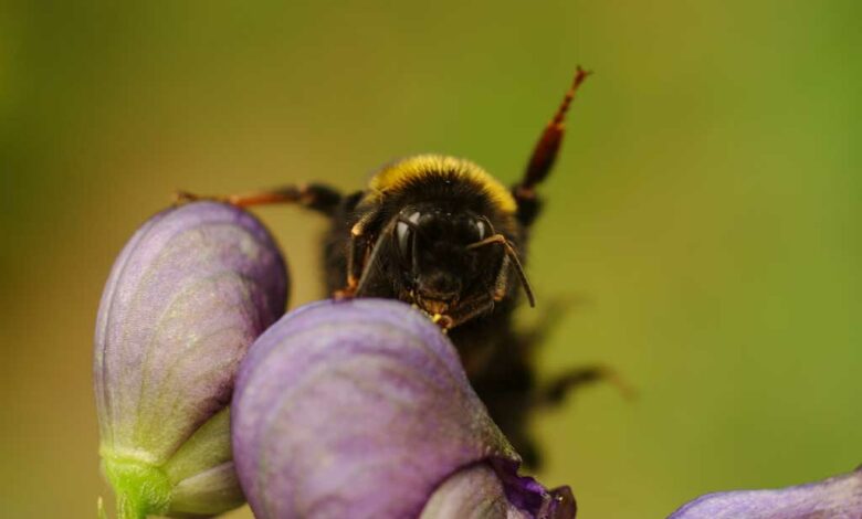 Winkende Hummel auf Eisenhut-Blüte, eine Beobachtung beim letzten Insektensommer (Foto: Honighäuschen)