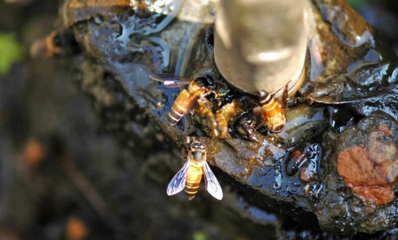 Um Hitzetote zu vermieden, Holen Bienen Wasser und kühlen damit Brut und Nest. (Foto: Klaus Maresch)