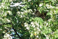 Das gut getarnte Sekundärnest der Gelbfüßigen Asiatischen Hornisse Vespa velutina in einer Baumkrone in etwa 10 m Höhe. In den Sekundärnestern dieser invasiven Hornissenart, die sich auch im Großraum Bonn ausbreitet, entstehen im Herbst junge Königinnen und Drohnen. (Foto: Klaus Maresch)