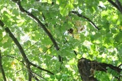 Das gut versteckte Sekundärnest der Gelbfüßigen Asiatischen Hornisse Vespa velutina in einem Baum in etwa 10 m Höhe. In den Sekundärnestern dieser invasiven Hornissenart, die sich auch im Großraum Bonn ausbreitet, entstehen im Herbst junge Königinnen und Drohnen. (Foto: Klaus Maresch)