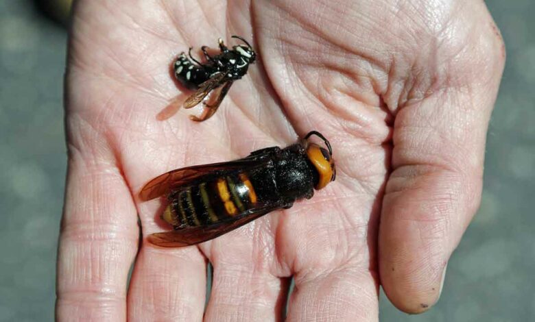 Washington State Department of Agriculture entomologist Chris Looney displays a dead Asian giant hornet, bottom, a sample sent from Japan and brought in for research, next to a native bald-faced hornet collected in a trap on May 7, 2020, in Blaine, Washington. The new Asian hornets that have been found in Washington state may be murder on already stressed-out honeybees, but for humans it’s like a repeat of the sensationalized scare that turned Africanized “killer” honeybees of the 1970s: a real and nasty bug hyped into a horror movie motif that didn’t quite fulfill its scary billing. Numerous bee and insect experts tell people to calm down about the so-called murder hornets, unless you are a beekeeper. (Photo by Elaine Thompson / POOL / AFP)