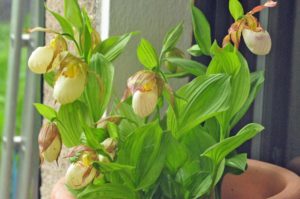 Cypripedium reginae kommt auch im Kübel gut zur Blüte