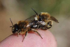 Eine Wildbienen-Paarung, hier die Frühjahrsseidenbiene. (Foto: Honighäuschen)