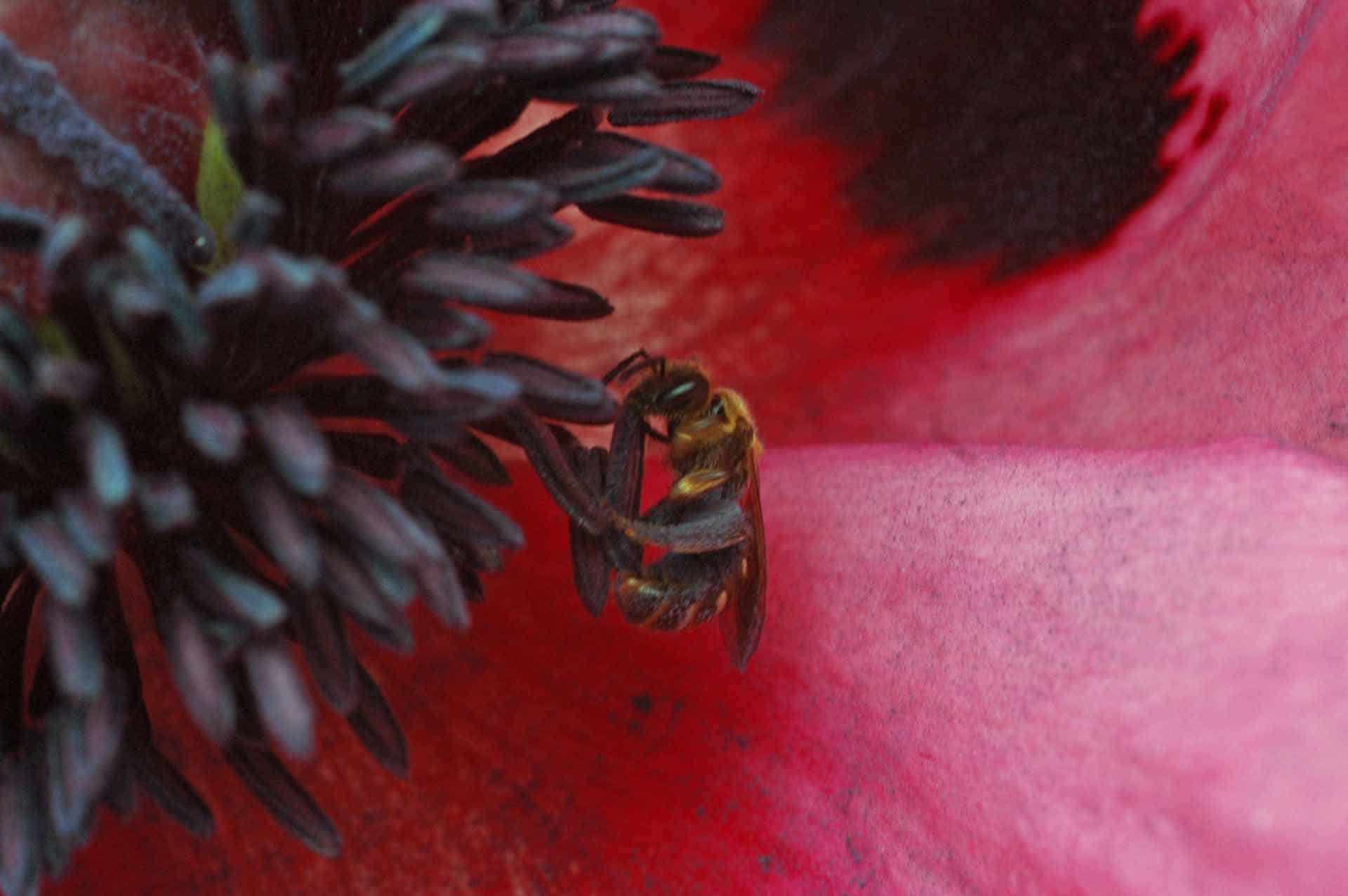 Eine Wildbiene sammelt Pollen im Mohn (Foto: Honighäuschen)