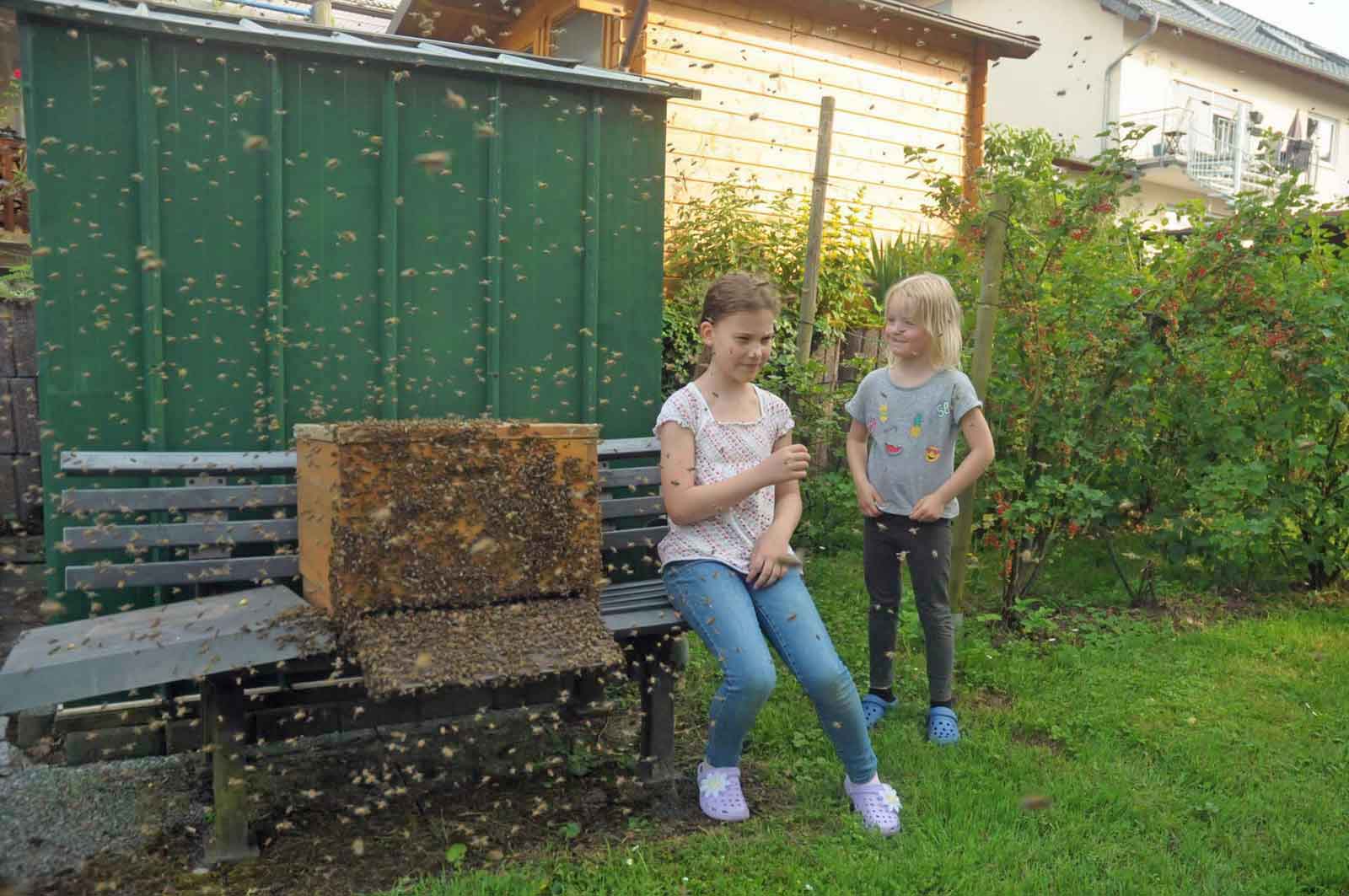 Im Garten der Familie Dresen in Lannesdorf war ein Bienenschwarm gelandet und zog alsbald in einen mitgebrachten Bienenkasten ein. Und die Kinder aus der Nachbarschaft genossen das seltene Schauspiel. (Foto: Honighäuschen)