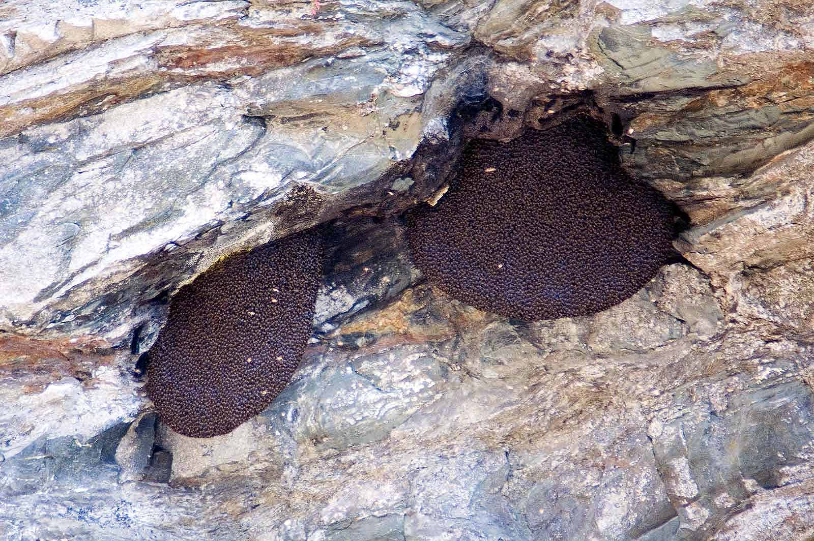 Zwei Kolonien der Riesenhonigbiene Apis laboriosa an einem Felsvorsprung im Annapurna.Massiv (Foto: Klaus Maresch)