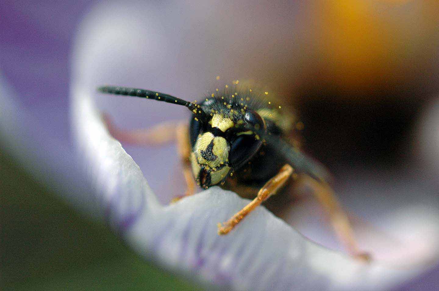 Eine Wespenkönigin im Frühjahr in einer Krokusblüte. Deutlich erkennt man die Pollenkörner auf dem Panzer der Wespe. (Foto: Klaus Maresch)