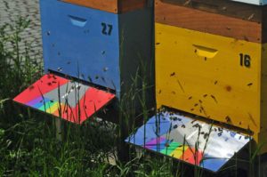Die Bienenvölker auf dem Dachgarten der Bundeskunsthalle in Bonn haben Anflugbretter mit der Regenbogenflagge, dem Symbol der Gay Community.