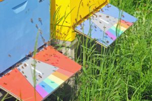 Bienen fliegen am IDAHO über Anflugbretter mit einer Regenbogenkreuzung (Foto: Klaus Maresch)
