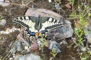Der Schwalbenschwanz Papilio machaon, Bewohner von Trockenwiesen. Wann haben Sie zuletzt einen Schwalbenschwanz in freier Natur gesehen? (Foto: Klaus Maresch)