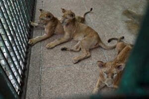Junge Löwen im Lahore Safari Zoo (Foto: Arif Ali/AFP)