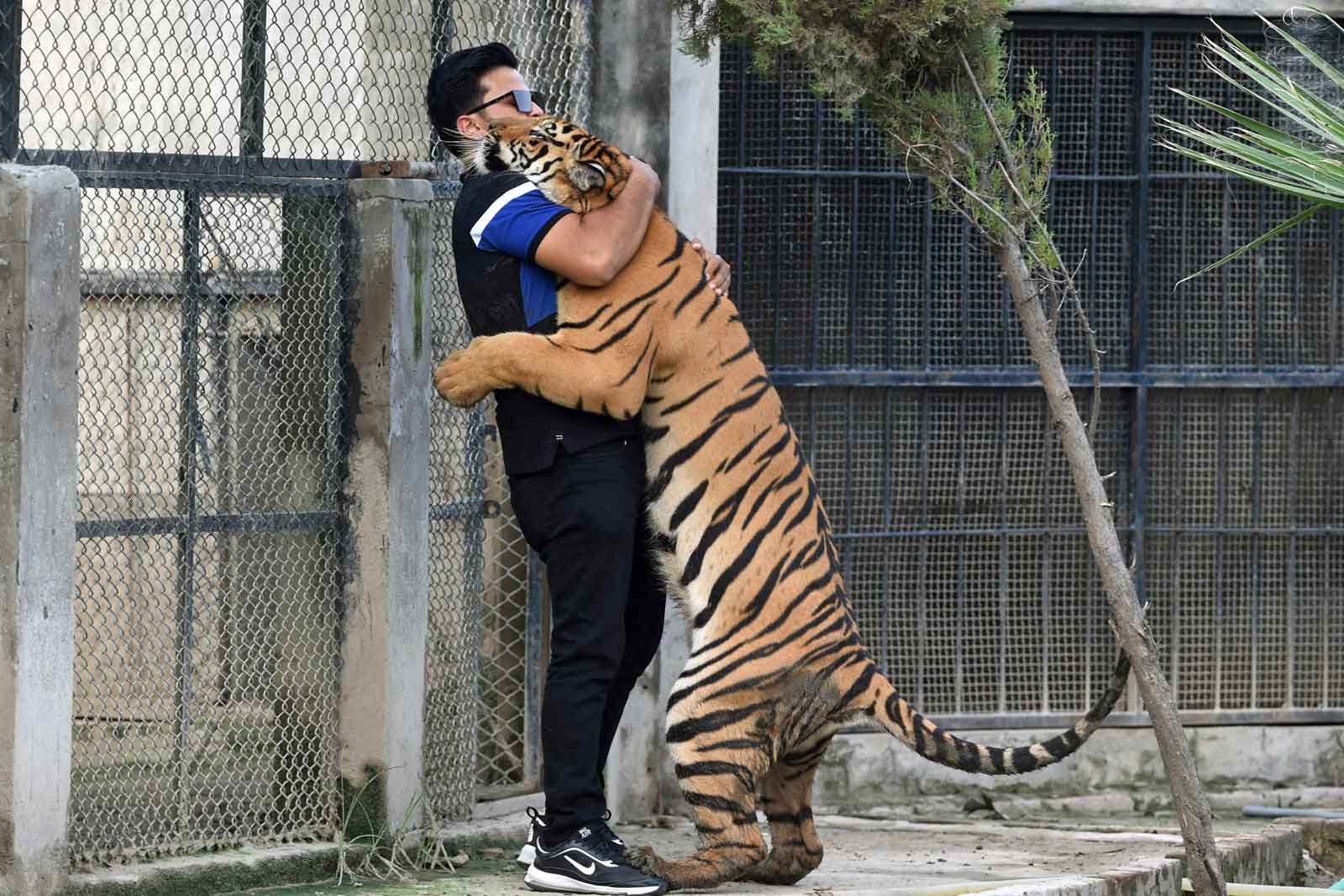 Nouman Hassan mit seinem benaglischen Tiger in Lahore (Foto: Arif Ali/AFP)