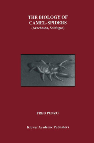 Honighäuschen (Bonn) - My initial interest in the Solifugae (camel-spiders) stems from an incident that occurred in the summer of 1986. I was studying the behavioral ecology of spider wasps of the genus Pepsis and their interactions with their large theraphosid (tarantula) spider hosts, in the Chihuahuan Desert near Big Bend National Park, Texas. I was monitoring a particular tarantula burrow one night when I noticed the resident female crawl up into the burrow entrance. Hoping to take some photographs of prey capture, I placed a cricket near the entrance and waited for the spider to pounce. Suddenly, out of the comer of my eye appeared a large, rapidly moving yellowish form which siezed the cricket and quickly ran off with it until it disappeared beneath a nearby mesquite bush. So suddenly and quickly had the sequence of events occurred, that I found myself momentarily startled. With the aid of a headlamp I soon located the intruder, a solifuge, who was already busy at work macerating the insect with its large chelicerae (jaws). When I attempted to nudge it with the edge of my forceps, it quickly moved to another location beneath the bush. When I repeated this maneuver, the solifuge dropped the cricket and lunged at the forceps, gripping them tightly in its jaws, refusing to release them until they were forcefully pulled away.