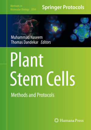 Honighäuschen (Bonn) - This volume looks at the latest technologies and methods used by researchers to study mechanisms that control the aspects of plant stem cell signaling events. The topics discussed in this book cover shoot apical meristem inoculation assay
