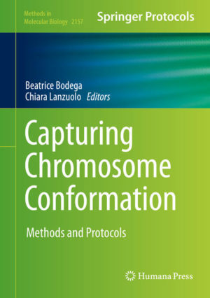 Honighäuschen (Bonn) - This detailed book collects methods based on the evolution of the chromosome conformation capture (3C) technique and other complementary approaches to dissect chromatin conformation with an emphasis on dissection of nuclear compartmentalization and visualization in imaging. Written for the highly successful Methods in Molecular Biology series, chapters include introductions to their respective topics, lists of the necessary materials and reagents, step-by-step, readily reproducible laboratory protocols, and tips on troubleshooting and avoiding known pitfalls. Authoritative and practical, Capturing Chromosome Conformation: Methods and Protocols serves as an ideal guide for researchers working to further understand 3D genome organization.