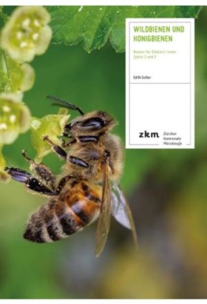 Honighäuschen (Bonn) - Dieses Lehrmittel zeichnet sich durch das Befassen mit den Wildbienen und Honigbienen aus. Der Fokus liegt auf der Wichtigkeit der Bestäubungsleistung, warum es Bienen braucht und wie wir Bienen schützen und unterstützen können. Ein weiterer Punkt, der für das nachfolgende Lehrmittel spricht, ist die Herangehensweise an die Thematik. Die Aufgaben fördern das genaue Beobachten. Das grundlegende Wissen für eine Schüler/in zum Thema Wildbienen und Honigbienen befindet sich in diesem Dossier. Die Blätter sind vierfach gelocht, so dass sie in einen Ordner mit anderen Unterlagen zum Thema abgelegt werden können.