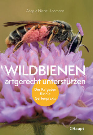 Honighäuschen (Bonn) - Wildbienen im eigenen Garten fördern und schützen. Das ganze Wissen für die Gartenpraxis: Von Nistzeiten und -plätzen bis zum Blütenangebot. Auch kleine Gärten können wichtige Beiträge zur Biodiversität leisten. Wildbienen spielen als Bestäuber eine wichtige Rolle für das ökologische Gleichgewicht der Natur, sind jedoch durch den Verlust von Lebensräumen stark bedroht. EUm die nützlichen Summer im eigenen Garten zu unterstützen, gibt es einige Möglichkeiten - von der Ansaat bienenfreundlicher Pflanzen bis zum Wildbienenhotel. Damit eine Wildbienenart jedoch wirklich von der Hilfe profitieren kann, müssen die Maßnahmen richtig kombiniert und neben passenden Futterpflanzen auch der Art entsprechende Nistmöglichkeiten angeboten werden. Welche Wildbienenart sich mit welchen Maßnahmen gezielt und nachhaltig unterstützen lässt, zeigt dieses Buch anschaulich und leicht verständlich anhand von 30, auch für den Laien leicht erkennbaren Arten auf.