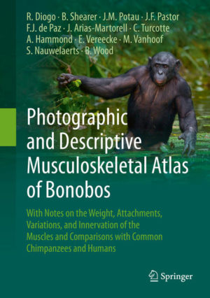 Honighäuschen (Bonn) - Chimpanzees, including bonobos and common chimpanzees, are our closest living relatives. However, surprisingly, the information about the soft tissues of bonobos is very scarce, making it difficult to discuss and understand human evolution. This book, which is the first photographic and descriptive musculoskeletal atlas of bonobos (Pan paniscus), adopts the same format as the photographic atlases of other apes previously published by the same authors. These books are part of a series of monographs that will set out the comparative and phylogenetic context of the gross anatomy and evolutionary history of the soft tissue morphology of modern humans and their closest relatives. The present atlas, which includes detailed high quality photographs of the musculoskeletal structures from most anatomical regions of the body as well as textual information about the attachments, innervation, function and weight of the respective muscles, is based on dissections of seven bonobos, including adults, adolescents, infants and fetuses, and males and females, and on an extensive review of the literature for comparisons with common chimpanzees. It therefore provides an updated review of the anatomical variations within chimpanzees as well as an extensive list of synonyms used in the literature to designate the structures covered here. Moreover, contrary to the previous photographic atlases of apes, it also provides details on neurovascular structures such as the brachial and lumbrosacral plexuses. The book will therefore be of interest to students, teachers and researchers focusing on primatology, comparative anatomy, functional morphology, zoology, and physical anthropology and to medical students, doctors and researchers who are curious about the origin, evolution, homology and variations of the musculoskeletal and neurovascular structures of modern humans.