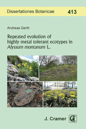 Honighäuschen (Bonn) - The author describes the adaptation to metal contaminated soils of various populations of Alyssum montanum L. (Brassicaceae) by conducting a large scale tolerance experiment, cytotype characterization, population genetic analyses and an exploratory genome scan. Metalliferous soils are a challenge for plant life as they force species to develop tolerance mechanisms to prevent toxic effects of metal ions. Therefore, plants adapted to metalliferous soils provide model systems for examining edaphic adaptation and its role in the formation of ecotypes as well as ecological speciation. A. montanum was proven to be a pseudometallophyte (plants that can tolerate a high metal content in their environment, but also thrive under normal conditions). Among populations different degrees of metal tolerance have been observed, ranging from metal sensitive to highly metal tolerant. Metal tolerance repeatedly evolved in various populations, whereby the tolerance is specific to the soil metal composition of the population site. Similar metal tolerance and similar differentiation in candidate loci in tolerant diploid and tetraploid populations indicate a parallel evolution of metal tolerance across cytotypes. Furthermore, populations of non-metal sites are probably able to develop tolerance within a short time period. Evidence was found for a local or even microgeographic adaptation in both cytotypes. These findings offer the opportunity for subsequent analyses to explore genetic architecture of metal tolerance and reproductive isolation in a non-model species in connection with edaphic differentiation.