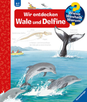 Honighäuschen (Bonn) - Ob Blauwal, Orca, Pottwal oder Delfin: Viele Kinder sind fasziniert von den großen und sanften Meeressäugetieren. Sie alle gehören zur Familie der Wale, die seit Millionen von Jahren die Ozeane bevölkern. Warum konnten diese Tiere so groß werden? Was fressen sie? Und wie werden Walbabys geboren? Das Buch gibt mit beeindruckenden Bildern, spielerischen Klappen und leicht verständlichen Texten Antworten auf diese und viele weitere Kinderfragen. Selbstständig können Kinder ihre Lieblingstiere immer wieder in Ruhe betrachten und dabei allerlei Spannendes entdecken! Wieso? Weshalb? Warum? Die Sachbuchreihe für Kinder von 47 Jahren Jeden Tag entdecken Kinder etwas Neues  da kommen viele Fragen auf. Warum sind die Dinosaurier ausgestorben? Wo ist die Sonne in der Nacht? Wozu brauchen wir das Blut? Die beliebte Sachbuchreihe Wieso? Weshalb? Warum? gibt Kindern Antworten auf Augenhöhe. Dabei werden die unterschiedlichsten Themen aus der Alltags- und Interessenswelt der Kinder altersgerecht und mit viel Liebe zum Detail unter die Lupe genommen. Detailreiche Bilder, verständliche Sachtexte und überraschende Klappen, die Bewegungen oder Abläufe veranschaulichen und hinter die Dinge blicken lassen, ermöglichen Kindern, sich ihre Themen selbst zu erschließen. Der Spaß am eigenhändigen Entdecken, die liebevolle Umsetzung und die qualitativ hochwertige Ausstattung garantieren langanhaltende Freude an jedem einzelnen Buch.