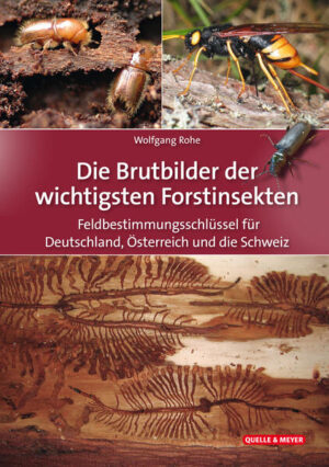 Die Brutbilder der wichtigsten Forstinsekten: Feldbestimmungsschlüssel für Deutschland, Österreich und die Schweiz | Wolfgang Rohe