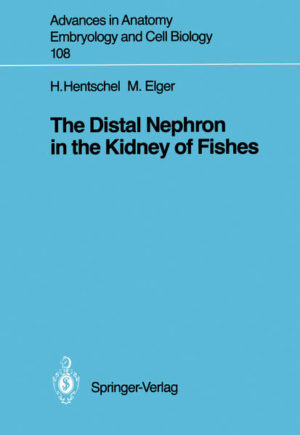 Honighäuschen (Bonn) - Original work on the renal structures in three classes of lower vertebrates is presented. By the application of light and electronmicroscopy, histochemistry and the compilation of available information on renal physiology and morphology, further evidence for the homology of nephron segments is forwarded. The results have been correlated with the habitat and evolutionary kinship of the lower vertebrates. A general evolutionary line can be drawn from early vertebrates (e.g. Petromyzontia) via archaic fresh-water fish (e.g. Polyteridae) and lungfish to the amphibian nephron. Renal structures of Elasmobranchs are very complex, but can be compared with the more primitive nephron of the Polyteridae. The morphological basis for the unique ability of the marine Elasmobranchs to build up a high urea concentration in the blood is given by the description of the renal countercurrent system in the lateral bundle zone. The intercalated cells which are prominent in the distal nephron of the mammalian kidney have been traced back via the lungfish and the polypterids to the Petromyzontia. The teleost kidneys appear highly specialized and supply a host of animal models for the study of renal secretion. The morphological information with the compilation of literature on renal physiology in fish is relevant for the understanding of the evolution of the vertebrate kidney and serves as a presentation of animal models for the study of basic renal mechanisms.