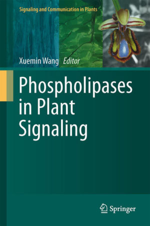 Honighäuschen (Bonn) - This volume focuses on recent advances in the biochemical and molecular analysis of different families of phospholipases in plants and their roles in signaling plant growth, development and responses to abiotic and biotic cues. The hydrolysis of membrane lipids by phospholipases produces different classes of lipid mediators, including phosphatidic acid, diacylglycerol, lysophospholipids, free fatty acids and oxylipins. Phospholipases are grouped into different families and subfamilies according to their site of hydrolysis, substrate usage and sequence similarities. Activating one or more of these enzymes often constitutes an early, critical step in many regulatory processes, such as signal transduction, vesicular trafficking, secretion and cytoskeletal rearrangements. Lipid-based signaling plays pivotal roles in plant stress responses, cell size, shape, growth, apoptosis, proliferation, and reproduction.