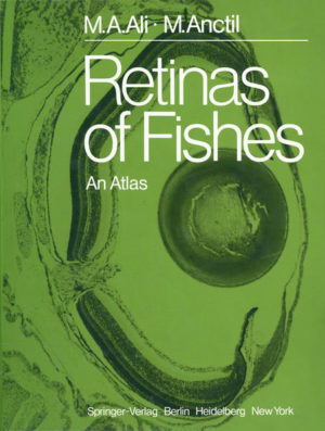 Honighäuschen (Bonn) - A considerable amount of information on the retinal morphology in fishes has been accumulating during the past century. Among the vertebrates, fishes are a highly successful group, both in number of species and in the adaptive radiation of forms. For instance, 415 teleost families are now recognised (GREENWOOD, ROSEN, WEITZMANN and MYERS, 1966), and the 20,000 odd fish species mentioned in text-books have been by far out numbered. The fish retina also shows considerable variations, in conformity with the extreme morphological diversification reached by piscine forms, in colonising all conceivable aquatic habitats and developing a wide spectrum of life habits. We intend to illustrate this in the present Atlas, a collection of short texts and photomicrographs of the retina from about one hundred fish families. This Atlas is intended also to fulfil other purposes. One of them is to present in a phylogenetic order the rather scattered data on fish retinal structure, with appropriate illustrative material