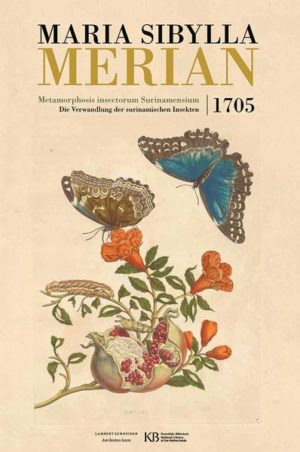 Honighäuschen (Bonn) - Kupferstecherin und Naturforscherin Maria Sibylla Merian (1647-1717) reiste im Jahr 1699 nach Surinam, um dort die tropischen Insekten zu beobachten und zu zeichnen. Metamorphosis insectorum Surinamensium, das Buch, in dem sie erstmals die Verwandlung von der Raupe über die Puppe zum Schmetterling schildert, erschien nach ihrer Rückkehr. Nur 30 Exemplare blieben erhalten. Bis heute fasziniert Merians Malkunst, die für ihre Zeit ungewöhnliche Natürlichkeit, ihre kunstvolle Komposition und lebhafte Kolorierung. Das Faksimile ermöglicht es nun, ihr Hauptwerk mit eigenen Augen zu bestaunen. Es beinhaltet eine umfassende Einführung sowie Beiträge namhafter Historiker, Buchwissenschaftler und Biologen. Der Text wurde vollständig ins Deutsche übertragen, Tiere und Pflanzen auf den Bildtafeln verlässlich bestimmt. Merians Lebensleistung ist Teil des gesamteuropäischen Kulturerbes. Das Unverwechselbare ihrer Kunst entfaltet dieser aufsehenerregende Band in seiner ganzen Schönheit.