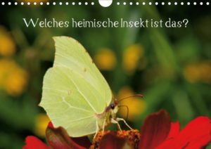 Welches heimische Insekt ist das? (Posterbuch DIN A4 quer) | Honighäuschen