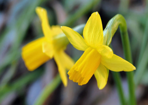 Honighäuschen (Bonn) - Blumen sagen mehr als viele Worte. Sie können uns erfreuen, Trost spenden oder der Anfang einer großen Liebe sein. Freuen Sie sich auf farbenfrohe Bilder dieser Geschenke unserer Natur. Ein Flipart vom Calvendo Verlag. Fliparts, das sind Posterbücher, also Bücher zum Aufhängen: auf mindestens 14 Einzelblätter gedruckte Bilder und Texte, die wie Wandkalender mit einer Spirale gebunden sind. Sie sind unkomplizierter als Poster, weil sie nicht gerahmt werden müssen, und sie sind abwechslungsreicher, weil sie durch einfaches Umblättern immer wieder ein anderes Motiv bieten. Flipart eben!