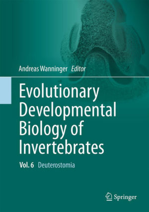 Honighäuschen (Bonn) - This multi-author, six-volume work summarizes our current knowledge on the developmental biology of all major invertebrate animal phyla. The main aspects of cleavage, embryogenesis, organogenesis and gene expression are discussed in an evolutionary framework. Each chapter presents an in-depth yet concise overview of both classical and recent literature, supplemented by numerous color illustrations and micrographs of a given animal group. The largely taxon-based chapters are supplemented by essays on topical aspects relevant to modern-day EvoDevo research such as regeneration, embryos in the fossil record, homology in the age of genomics and the role of EvoDevo in the context of reconstructing evolutionary and phylogenetic scenarios. A list of open questions at the end of each chapter may serve as a source of inspiration for the next generation of EvoDevo scientists. Evolutionary Developmental Biology of Invertebrates is a must-have for any scientist, teacher or student interested in developmental and evolutionary biology as well as in general invertebrate zoology. This chapter is dedicated to the Deuterostomia, comprising the Echinodermata and Hemichordata (usually grouped together as the Ambulacraria) as well as the Cephalochordata and the Tunicata.