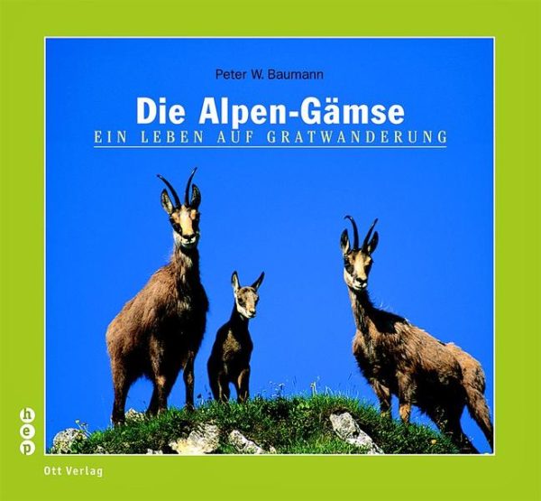 Honighäuschen (Bonn) - In aller Stille haben wir uns von der Gämse verabschiedet, nicht nur in der Schreibweise, sondern auch der Sache nach. An ihre Stelle sind zwei Gämsen getreten: die Alpen-Gämse und die Pyrenäen-Gämse. Wir sind unterwegs mit dem Biologen und Naturfotografen Peter W. Baumann. Durch seine Kamera erleben wir die Gämse bei Paarung, Geburt und Tod, den Luchs auf Gämsjagd, die Böcke beim Kampf. Das Buch erschliesst mit traumhaften Farbfotos und thematischen Kurztexten das Leben der Gämse. Allein die Fotos und ihre Erläuterungen vermitteln schon ein abgerundetes Gämsbild. Zusammen mit den Hintergrundtexten ergibt sich ein Schlüssel zum Verhalten und zum Verstehen der Gämse als Tierart mit Bezug zum aktuellen Wissenstand. Leben und Verhalten der Gämsen bergen bis heute Unentdecktes: so ist die regelmässige Aktivität um Mitternacht erst seit kurzer Zeit bekannt. Auch kennen sich Gämsen persönlich, aber die Wissenschaft steht noch weit entfernt vom Beweis. Im Frühsommer betreiben Gämsen Kinderhorte, die bisherigen Gämsbücher erwähnen dies kaum. Berggräte spielen eine wichtige Rolle im Leben der Gämsen. Aber letztlich ist im Berglebensraum ihr Leben selbst eine Gratwanderung: hohe Investitionen in die nächste Gämsgeneration bringen die Eltern öfters an die Grenzen ihrer Möglichkeiten oder sogar aus dem Gleichgewicht.