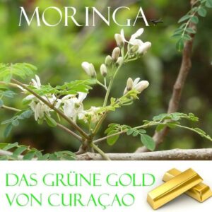 Honighäuschen (Bonn) - Moringa  das grüne Gold aus Curacao. Das klingt vielversprechend. Und in der Tat: Gäbe es einen Oscar oder Nobelpreis für Pflanzen, ginge dieser Preis ganz sicher an den Moringa Oleifera-Baum. Dieser Baum wird häufig auch als Wunderbaum und sein Ertrag als Superfood bezeichnet. Und das nicht ohne Grund. In Deutschland und Europa war dieser Baum erstaunlicherweise bis vor ein paar Jahren völlig unbekannt. Jetzt erobert Moringa die Welt und Sie sollten diese Pflanze auch kennen lernen. Deshalb wurde dieses Buch geschrieben, denn hier finden sie die wichtigsten Informationen über den Wunderbaum in aller Kürze. Im zweiten Teil wird über die kleine Moringa-Plantage auf Curacao berichtet und über die Moringa Produkte, die hier frisch hergestellt werden.