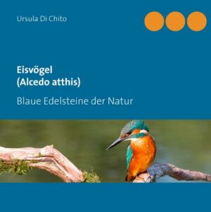 Honighäuschen (Bonn) - Dieses Buch enthält interessante Informationen über das Leben unserer heimischen Eisvögel (Alcedo atthis). Begleitet wird die Dokumentation durch wunderschöne Fotografien der Autorin. Ein sehr empfehlenswertes Buch für jeden Naturliebhaber.