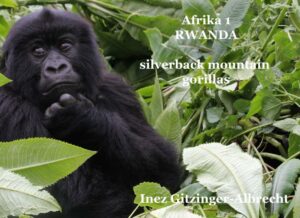 Ruanda - Silverback Mountain Gorillas - Fotodokumentation "Afrika 1 Ruanda" Der Reiseführer ist erhältlich im Online-Buchshop Honighäuschen.