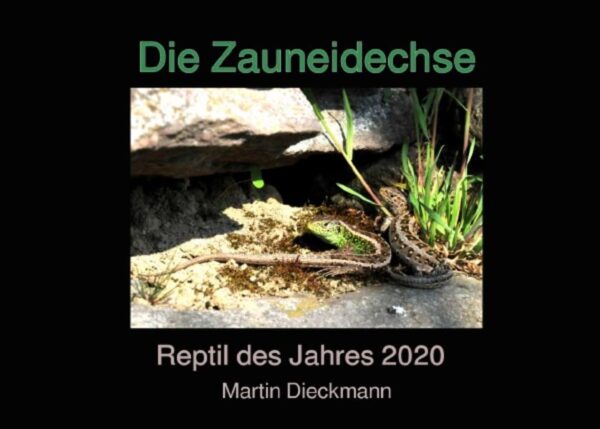 Honighäuschen (Bonn) - Die Zauneidechse  ein Juwel unserer heimischen Tierwelt ist das Reptil des Jahres 2020. Ihre ursprünglichen Lebensräume sind Rah geworden. Zwar ist sie auch heute noch in vielen Gebieten Deutschlands zu beobachten, doch fällt jedem Zauneidechsenliebhaber auf, dass sie schon seit Jahrzehnten in ihren Beständen rückläufig ist. Ein Grund also, diese Spezies zu küren. Zauneidechsen haben durch ihre gedrungene Gestalt und den verhältnismäßig kurzen, aber sehr kräftigen Kopf ein fast urzeitliches Aussehen. Die Zauneidechse (Lacerta agilis) erreicht in Mitteleuropa eine Gesamtlänge von etwa 240 mm, wobei die Kopf-Rumpf-Länge rund 95 mm beträgt. Damit ist sie wesentlich größer als die bei uns heimische Waldeidechse (Zootoca vivipara), aber kleiner als ihre engere Verwandte, die Smaragdeidechse (Lacerta viridis). Vor allem männliche Zauneidechsen sind im Sommer durch ihre markante hellgrüne Färbung unverkennbar. Die wärmeliebenden Zauneidechsen bewohnen reich strukturierte, meist trockene Lebensräume. Am Vormittag sonnen sich die wechselwarmen Reptilien auf Steinen, Totholz oder offenen Erdstellen unmittelbar unter Hecken oder an Waldrändern. Die Nähe zu schützendem Unterholz ist dabei wichtig, um bei Gefahr einem Raubtier, wie z.B. einem anfliegenden Greifvogel entkommen zu können. Haben die Zauneidechsen dann durch ausreichendes Sonnenbaden ihre zur Jagd benötigte Körpertemperatur erreicht, machen sie sich auf die Suche nach Nahrung: Heuschrecken, Käfer und Spinnen werden dabei bevorzugt gefressen. Für die Nahrungssuche sind Zauneidechsen daher auf offene, insektenreiche Magerrasen und Brachflächen angewiesen.