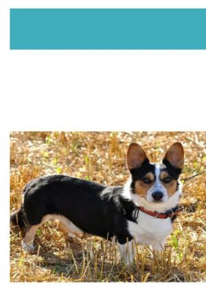 Honighäuschen (Bonn) - Das erste Deutschsprachige Corgi Buch. Der Welsh Corgi ist eine alte englische Hunderasse und in Deutschland leider selten zu finden. Doch auch hier erfreuen diese lustigen, familienfreundlichen und ausgeglichenen Hunde viele Besitzer In meinem Buch habe ich versucht Fakten und persönliche Erfahrungen einzubringen. Alles über Eigenschaften, Charakter und Aufzucht. Mit vielen Bildern und Fakten dieser aussergewöhnlichen Rasse.