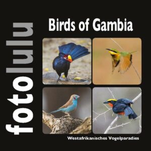 Honighäuschen (Bonn) - Dieses Buch soll einen kleinen Eindruck der vielfältigen Vogelwelt Gambias widerspiegeln. Auf meiner zweiwöchigen Reise ist es mir gelungen 204 Vogelarten vor die Linse zu bekommen. Die Reise startete kurz vor der Regenzeit in Gunjur an der Westküste. Von dort ging es den Gambia-River hinauf bis Jajnanbureh und wieder zurück. Die vielfältige und farbenprächtige Vogelwelt Gambias zu beobachten und zu fotografieren ist wohl für jeden Vogelfotografen ein Highlight. Lassen auch Sie sich begeistern und genießen Sie die Farbenpracht und Einzigartigkeit. Ihr fotolulu