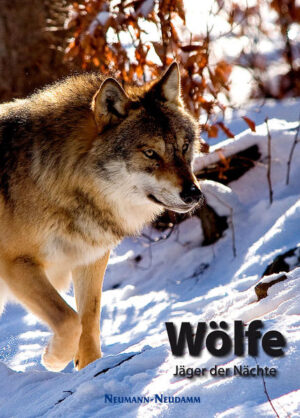 Honighäuschen (Bonn) - Wölfe sind aus unserem mitteleuropäischen Kulturkreis nicht wegzudenken. Nicht als Fabelwesen und als schreckenverbreitender Unhold oder als Konkurrent um Nahrung und Sinnbild für den Tod. Wölfe haben aber auch ein sehr ausgeprägtes Sozialverhalten und faszinieren als Stammvater unserer Hunde ausnahmslos alle Menschen. Nun beginnt der Wolf sich seine Lebensräume in Deutschland zurückzuerobern, was die betroffenen Bewohner der 'Wolfsgebiete' zwischen Entsetzen und Begeisterung schwanken lässt. Mehr Wolfsberater als Wölfe kann Deutschland inzwischen verzeichnen. Dieser wunderschöne Bildband will abseits politischer Diskussionen die Faszination für den Wolf zeigen und das Verständnis für seine Situation als Ureinwohner einer Landschaft, die sich inzwischen stark verändert hat, fördern.