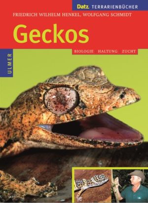 Honighäuschen (Bonn) - Das Buch behandelt die Gruppe der Geckos einschließlich der Flossenfüße.Die vorliegende zweite Auflage des erfolgreichen Werkes berücksichtigt dabei neueste Erkenntnisse über Systematik, Biologie und Verhalten der Tiere. Neben den schon längere Zeit bekannten Geckos wird eine Vielzahl von Arten vorgestellt, die in den letzten Jahren neu importiert und beschrieben wurden. Dabei liegt der Schwerpunkt auf den Geckos, die in der Terraristik gepflegt werden. - Lebensweise und Verbreitung der Geckos- Entwicklungsgeschichte und Systematik - Besonderheiten des Körperbaus - Terrarien für Geckos und ihre Einrichtung - Fortpflanzung und Aufzucht - Inkubationstemperatur und Geschlechterverhältnis - Ernährung und Futtertierzuchten - Erkrankungen und ihre Behandlung- Vorstellung der einzelnen Gecko-Arten Friedrich Wilhelm Henkel und Wolfgang Schmidt befassen sich schon weit über 30 Jahre lang mit der Pflege und Nachzucht von Terrarientieren. Das Autorenduo hat eine Vielzahl von Büchern veröffentlicht, von denen ein großer Teil im Verlag Eugen Ulmer erschienen ist. Das Buch behandelt die Geckos einschließlich der Flossenfüsse. Es stellt die Systematik dieser Reptilien, ihre Biologie und das Verhalten nach den neuesten wissenschaftlichen Erkenntnissen dar. Neben den schon länger bekannten wird eine Vielzahl von Arten vorgestellt, die in den letzten Jahren neu importiert und beschrieben worden sind. Dabei wird vor allem auf die Geckos eingegangen, die in der Terraristik gehalten werden. Das Buch gibt umfassende Informationen zu Bau und Einrichtung von Geckoterrarien, zu Haltungs- und Pflegebedingungen, zur Ernährung, Gesunderhaltung und zur Zucht dieser Tiere. Porträts von über 100 Geckoarten mit vielen Farbfotos vervollständigen dieses alle Aspekte umfassende Werk.