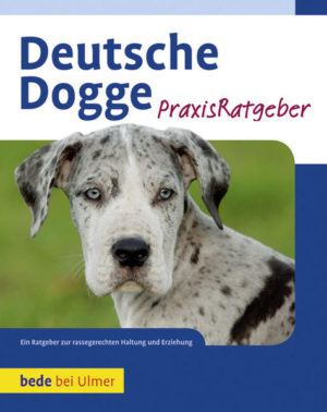 Honighäuschen (Bonn) - Sanfter Riese! Dieses umfangreich bebilderte Rassebuch bietet für jeden Besitzer einer Deutschen Dogge etwas: jede Menge Informationen zur Rasse sowie 200 Farbfotos, die den beeindruckenden Hund von seiner schönsten Seite zeigen. Der kompetente Ratgeber beantwortet alle Fragen rund um die beliebte und treue Dogge. Er bietet jede Menge Tipps und Ideen zu Haltung - Erziehung - Beschäftigung - Pflege - Ernährung - Gesundheit - Hundeverhalten - dem Besuch einer Hundeausstellung Begeben Sie sich auf die Spuren der Deutschen Dogge: Rassegeschichte, ausführlicher Rassestandard und die typischen Merkmale der Dogge werden beschrieben. Ihre Dogge wird älter? Hier erfahren Sie, wie Sie sie bis ins hohe Alter fit und gesund halten.