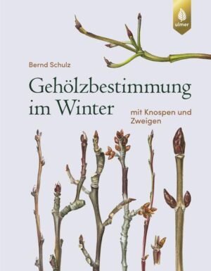 Honighäuschen (Bonn) - Mit diesem einzigartigen Buch können Sie weit über 700 Baum- und Straucharten im Winter nach den Merkmalen ihrer Knospen und Zweige bestimmen. Alle einheimischen und häufig gepflanzten Gehölze sind vertreten. Leicht verständliche Schlüssel und präzise Farbzeichnungen führen zu den Arten. Diese werden mit einer detaillierten Beschreibung und zumeist mehreren Abbildungen vorgestellt. Der Autor Bernd Schulz hat mit den über 1.500 farbigen Aquarellen und mehr als 400 weiteren Zeichnungen ein konkurrenzloses Meisterwerk geschaffen.