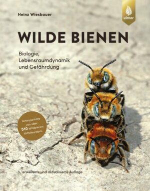 Wilde Bienen: Biologie, Lebensraumdynamik und Gefährdung. Artenporträts von über 510 Wildbienen Mitteleuropas | Heinz Wiesbauer